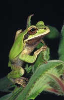 Masked Cross Banded Tree Frog, Costa Rica