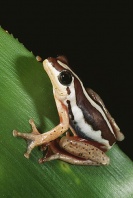 Reed Frog, Africa