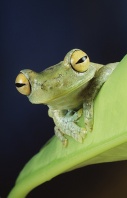 Forest Green Tree Frog, Ecuador