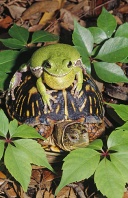 Barking Tree Frog on The Back of a Box Turtle, Florida