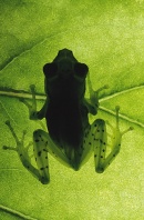 Golden EyeTree Frog Backlit on a Leaf, Madagascar