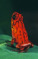 Arrow Poision Frog, Dendrobates histrionicus