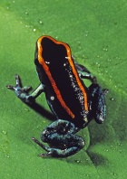 Red Line Poison Dart Frog, Phyllobates vittatus