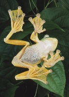 Java Flying Frog, Underside, Showing Webbed Feet, Malaysia