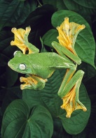 Java Flying Frog, Showing Webbed Feet, Malaysia