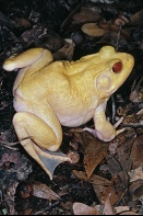 Albino Bull Frog, Rana catesbeian, Florida