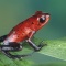 Strawberry Poison Arrow Frog, Costa Rica