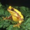 Hour Glass Tree Frog, Costa Rica