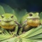 Barking Tree Frogs, Florida