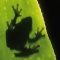 Frog on a Leaf Silhouette