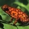 Poison Arrow Frog, Dendrobates histrionicus