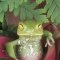 Painted Bellie Monkey Frog, Argentina