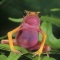 Pink Bellie Harlequin Frog