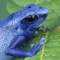 Blue Poison Frog, Dendrobates azurius