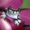 Amazon Milk Tree Frog, Trachycephalus resinifictrix