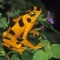 Golden Frog, Atelopus zeteki, Panama