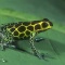 Poison Arrow Frog, Dendrobates quinquevittatus, Costa Rica