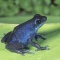 Strawberry Poison Arrow Frog, Blue Form, Dendrobates pumilio, Panama