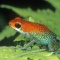 Granular Poison Arrow Frog, Dendrobates granuliferus, Costa Rica