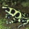 Poison Arrow Frog, Dendrobates auratus, Costa Rica