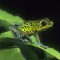 Rare Poison Arrow Frog, Dendrobates pumilio, Costa Rica 