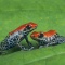 Poison Arrow Frogs, Dendrobates reticulatus, Peru