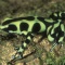 Poison Arrow Frog, Dendrobates auratus, Costa Rica