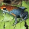 Granulated Poison Arrow Frog, D. granuliferus, Tropical Peru 
