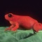 Mantella Frog, Red Phase, Madagascar