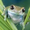 Blue Tree Frog on Reeds, Tanzania, Africa