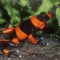 Poison Arrow Frog, Dendrobates lehmani, Columbia