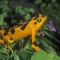 Panama Golden Frog, Atelopus zeteki