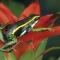 Three Striped Poison Arrow Frog, Epipedobates trivittatus, Surinam
