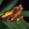 Clown Frog, Hyla leucophyllata, Amazon, Peru
