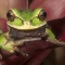 Masked Crossed Banded Tree Frog, Smilisca phaeota, Costa Rica
