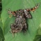 Running Frog, Kassina senegalensis, Africa