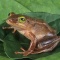Banana Frog, Afrixalus sp., Tropical Africa
