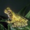Lancaster's Tree Frog, Hyla lancasteri, Costa Rica