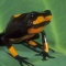 Arrow Poison Frog, Dendrobates histrionicus, Ecuador