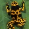 Arrow Poison Frog, Dendrobates luecomelis, Costa Rica
