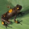 Poison Arrow Frog, Dendrobates histrionicus, Columbia 
