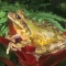 Painted Tree Frog, Smilisca puma, Nicaragua