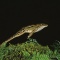 Leopard Frog Jumping, Florida