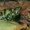 Frog Eating Termites, Madagascar