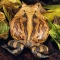 Surinam Horned Frog, Backside, Rainforest South America