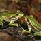 Bell's Frog, Australia