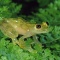 Glass Frog, Centrolenella sp., Costa Rica