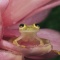 Glass Frog Centrolenella sp., Costa Rica