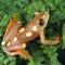 Argus Reed Frog, Hyperolius argus, Africa