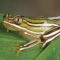 Reed Frog, Heterixalus rutenbergi, Madagascar